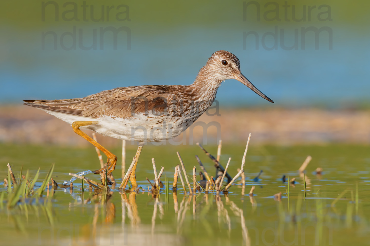 Foto di Pantana (Tringa nebularia)