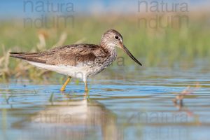 Foto di Pantana (Tringa nebularia)