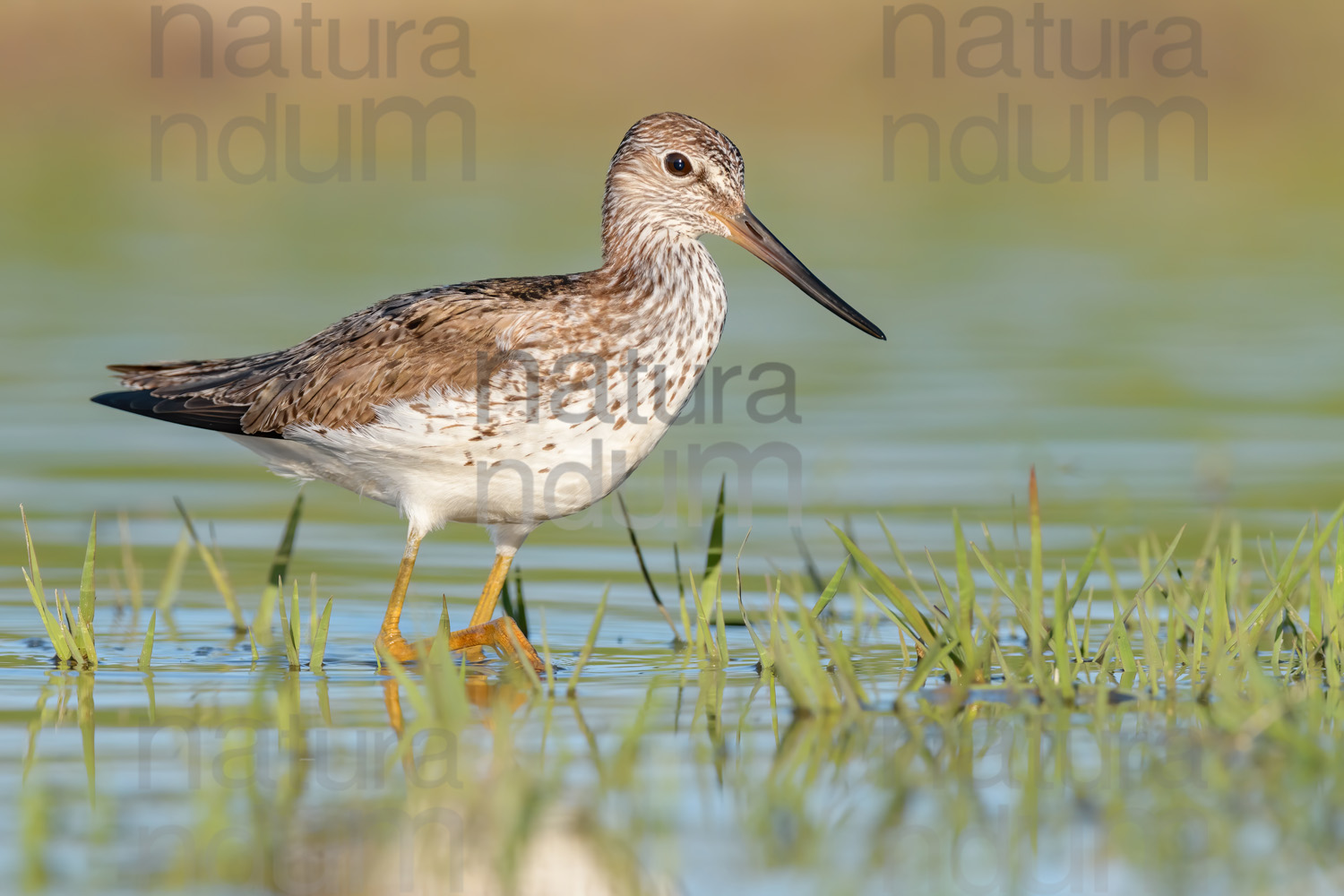 Foto di Pantana (Tringa nebularia)