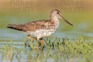 Photos of Common Greenshank (Tringa nebularia)