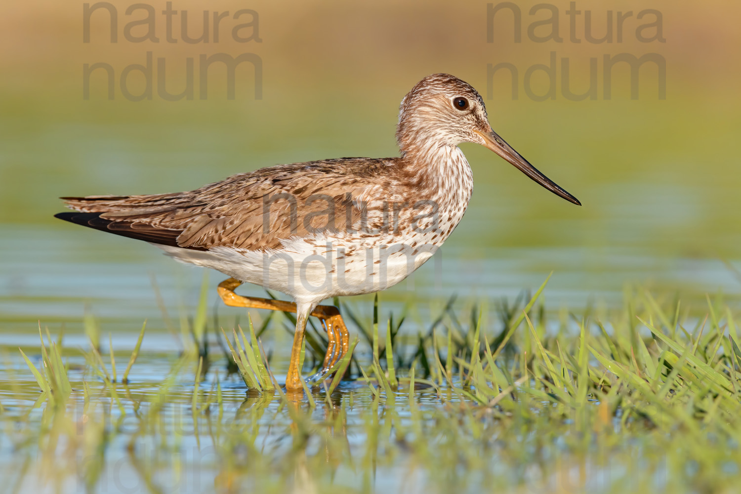 Foto di Pantana (Tringa nebularia)