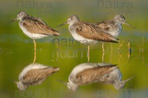 Foto di Pantana (Tringa nebularia)