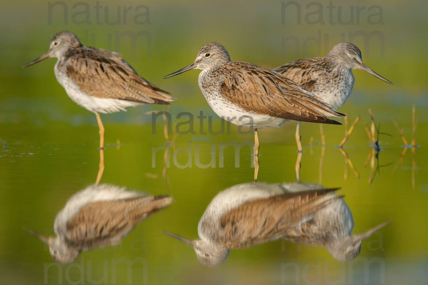 Photos of Common Greenshank (Tringa nebularia)