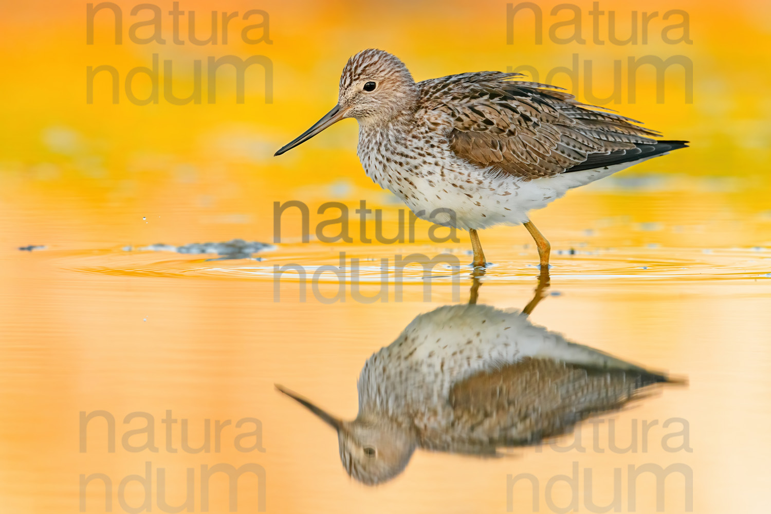 Foto di Pantana (Tringa nebularia)