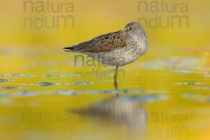 Foto di Pantana (Tringa nebularia)