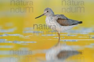 Photos of Common Greenshank (Tringa nebularia)