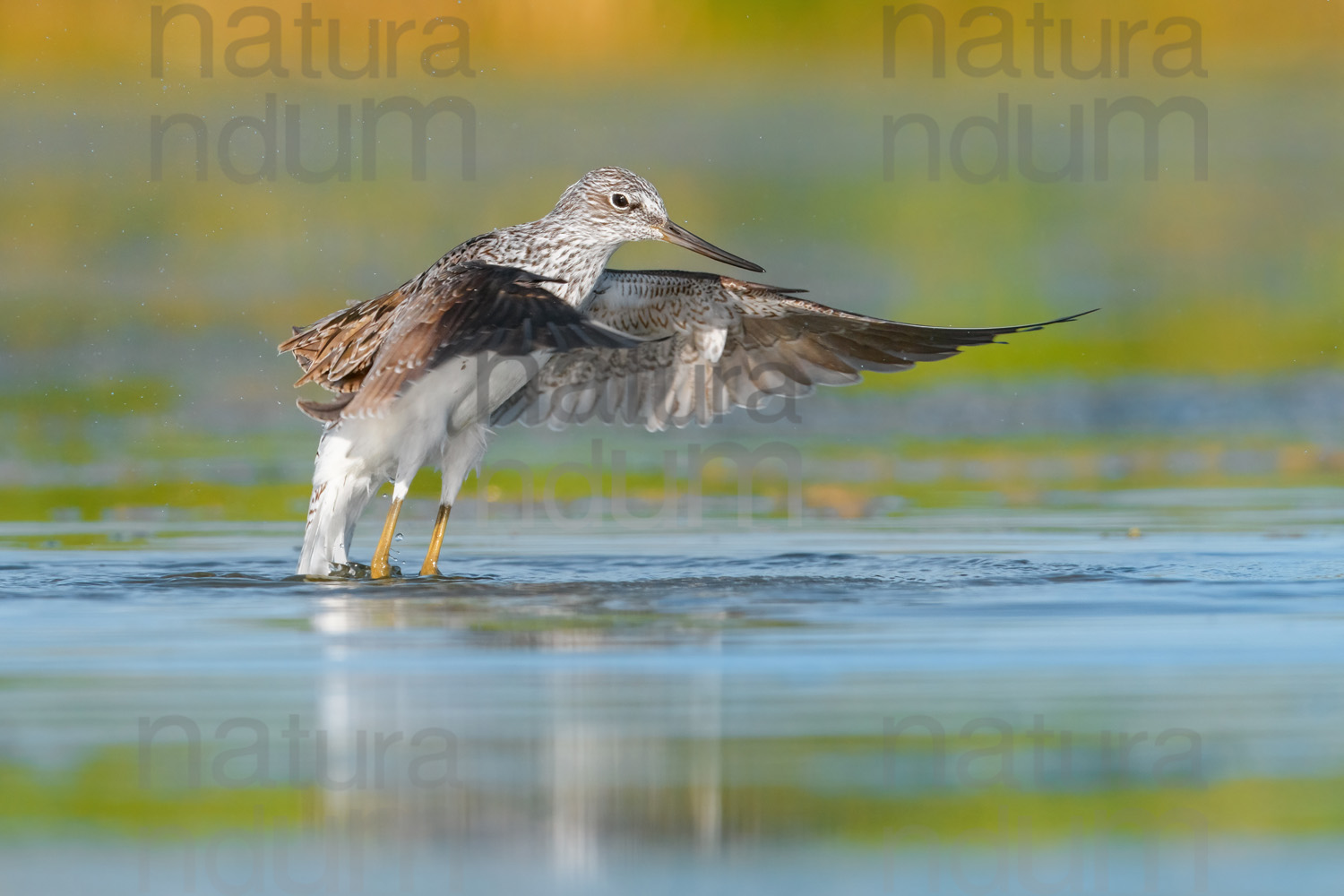 Foto di Pantana (Tringa nebularia)