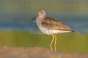 Foto di Pantana (Tringa nebularia)