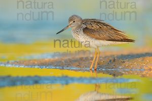 Photos of Common Greenshank (Tringa nebularia)