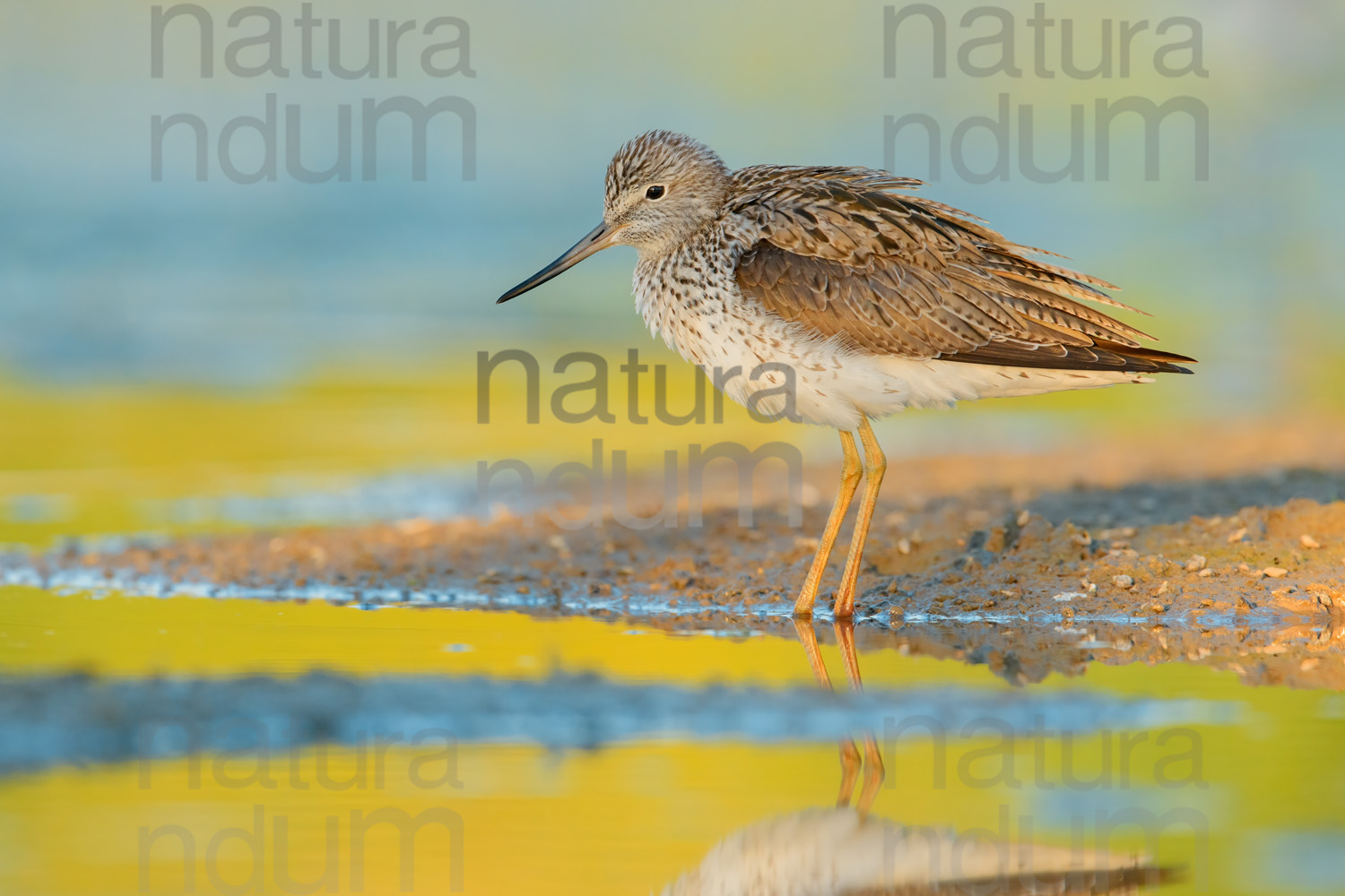 Foto di Pantana (Tringa nebularia)