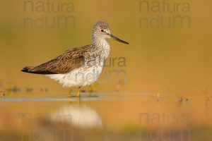 Foto di Pantana (Tringa nebularia)