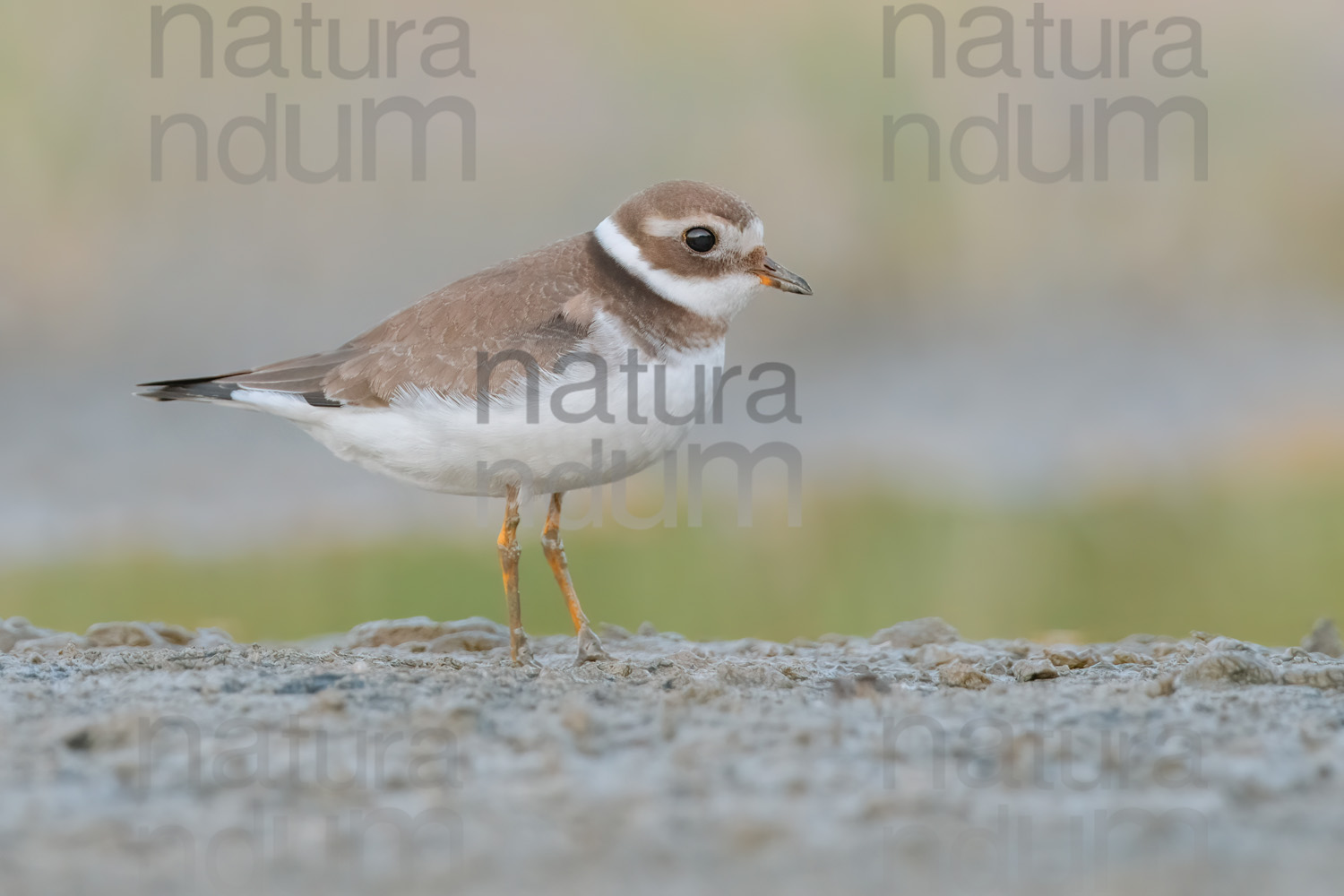 Foto di Corriere grosso (Charadrius hiaticula)