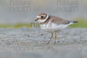 Photos of Common Ringed Plover (Charadrius hiaticula)