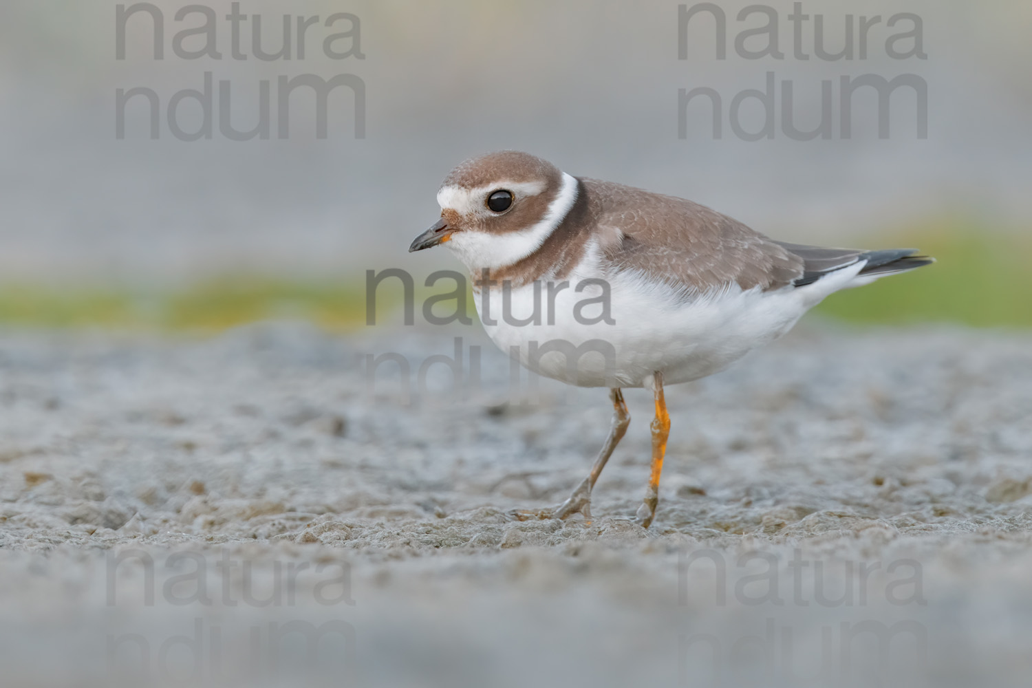 Foto di Corriere grosso (Charadrius hiaticula)