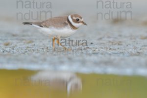 Foto di Corriere grosso (Charadrius hiaticula)