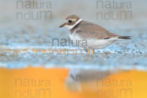 Foto di Corriere grosso (Charadrius hiaticula)