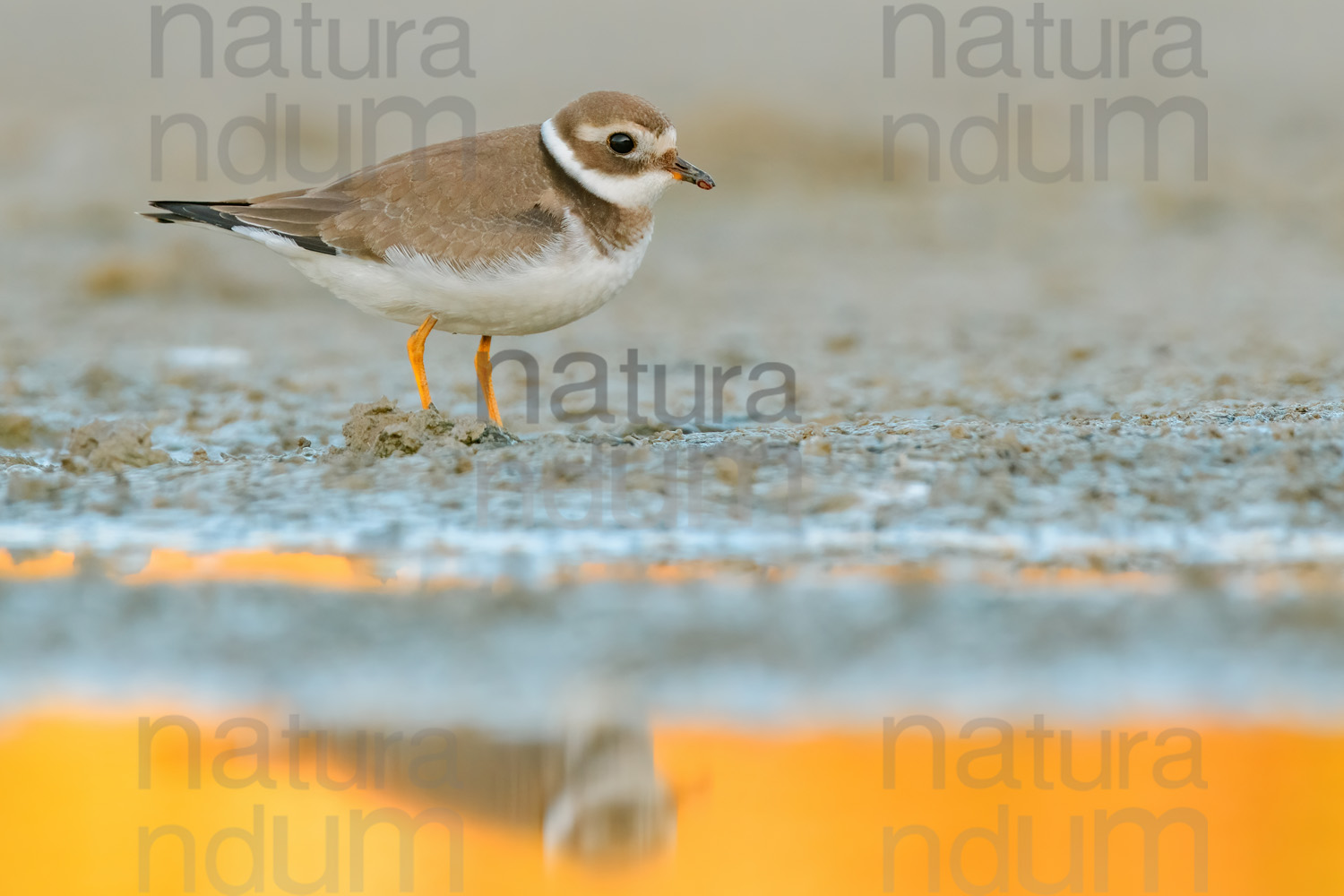 Foto di Corriere grosso (Charadrius hiaticula)