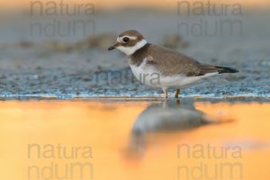 Foto di Corriere grosso (Charadrius hiaticula)