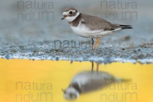 Photos of Common Ringed Plover (Charadrius hiaticula)