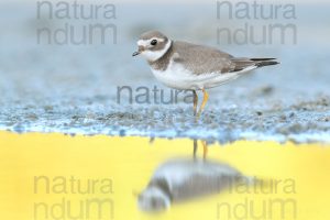 Photos of Common Ringed Plover (Charadrius hiaticula)