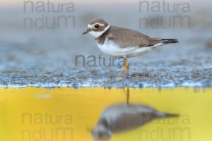 Photos of Common Ringed Plover (Charadrius hiaticula)