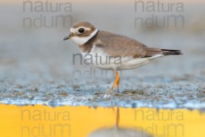 Foto di Corriere grosso (Charadrius hiaticula)