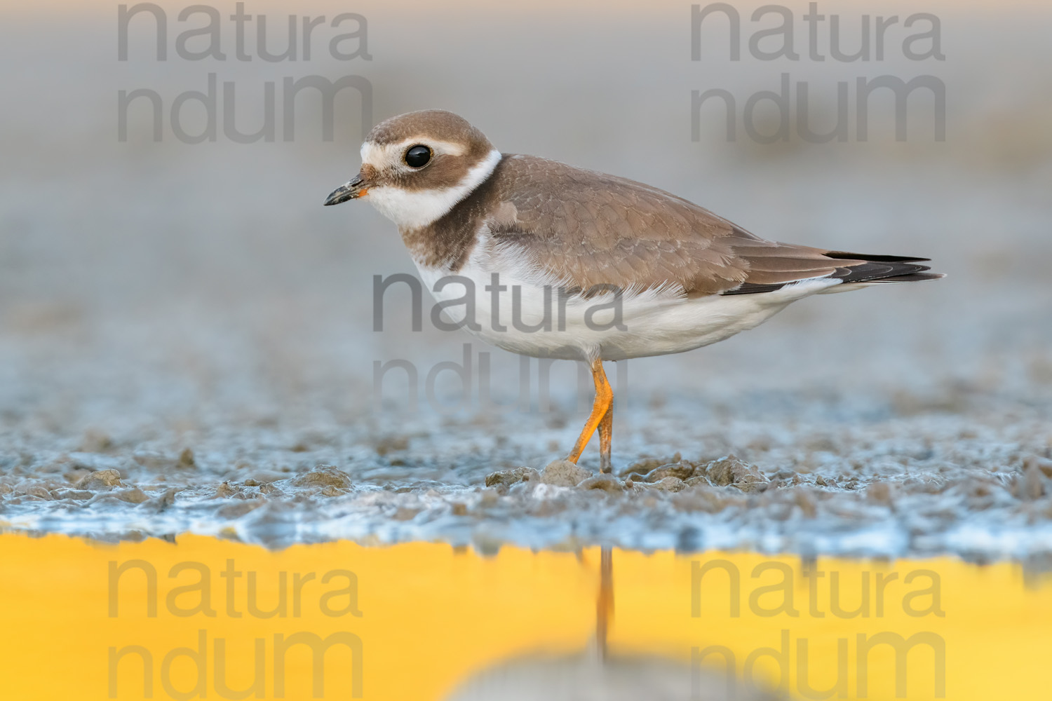 Photos of Common Ringed Plover (Charadrius hiaticula)