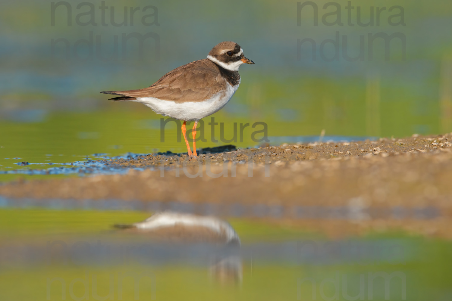 Foto di Corriere grosso (Charadrius hiaticula)