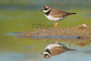 Photos of Common Ringed Plover (Charadrius hiaticula)