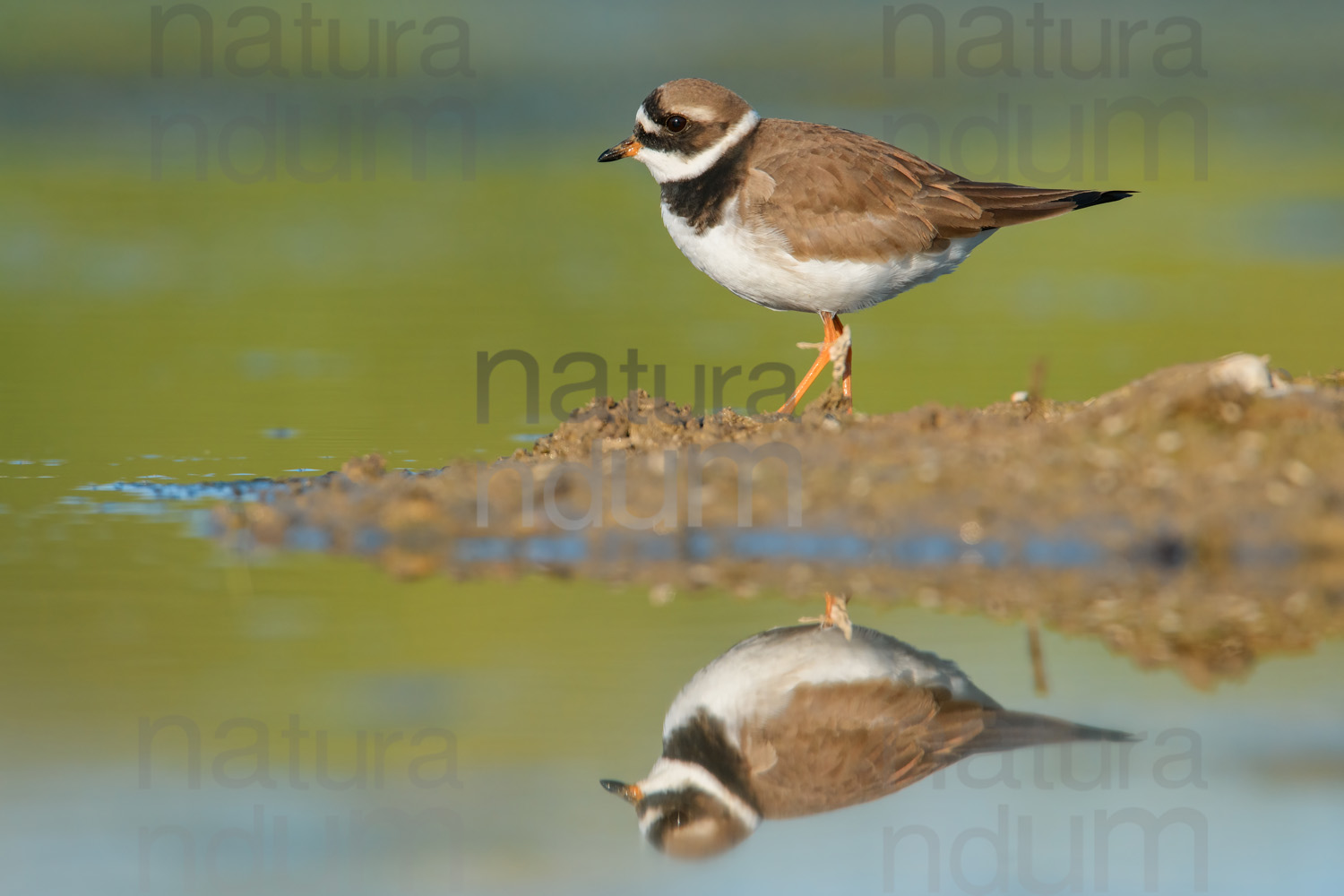 Foto di Corriere grosso (Charadrius hiaticula)