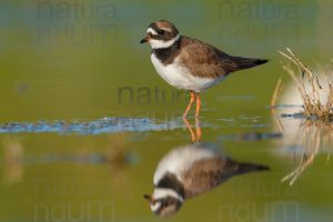 Foto di Corriere grosso (Charadrius hiaticula)