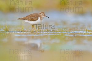 Photos of Common Sandpiper (Actitis hypoleucos)