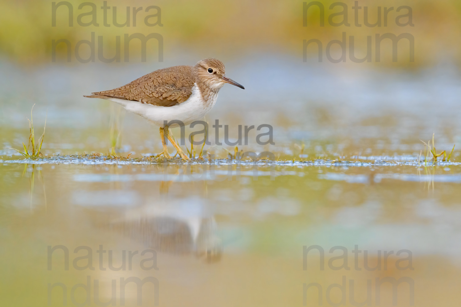 Foto di Piro piro piccolo (Actitis hypoleucos)