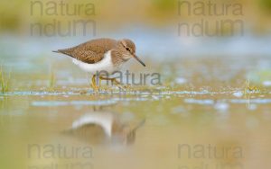 Foto di Piro piro piccolo (Actitis hypoleucos)