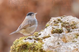 Foto di Capinera (Sylvia atricapilla)