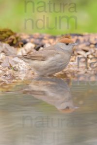 Photos of Eurasian Blackcap (Sylvia atricapilla)