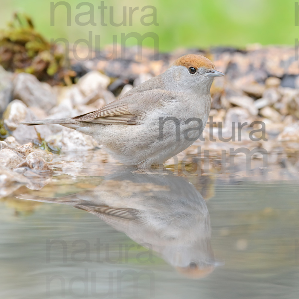 Foto di Capinera (Sylvia atricapilla)