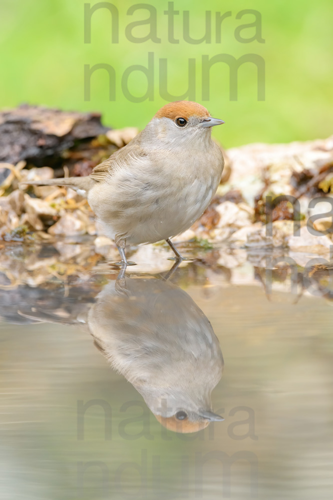 Foto di Capinera (Sylvia atricapilla)