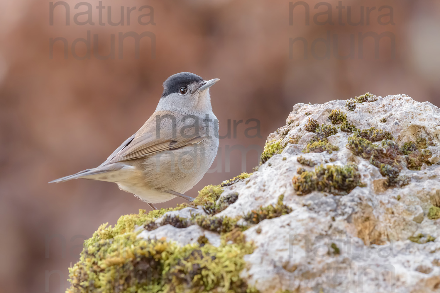 Foto di Capinera (Sylvia atricapilla)