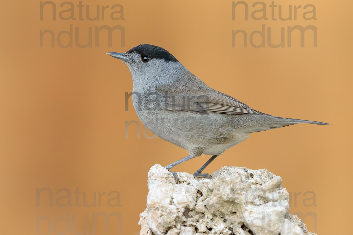 Foto di Capinera (Sylvia atricapilla)