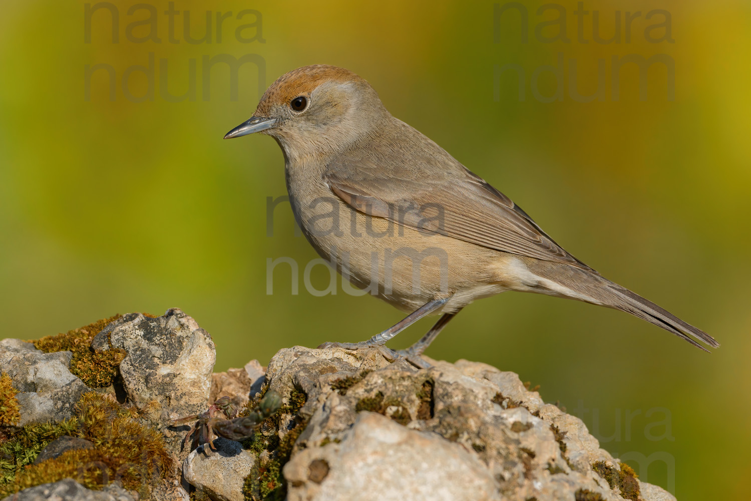 Foto di Capinera (Sylvia atricapilla)