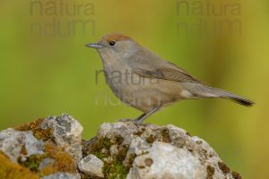 Foto di Capinera (Sylvia atricapilla)