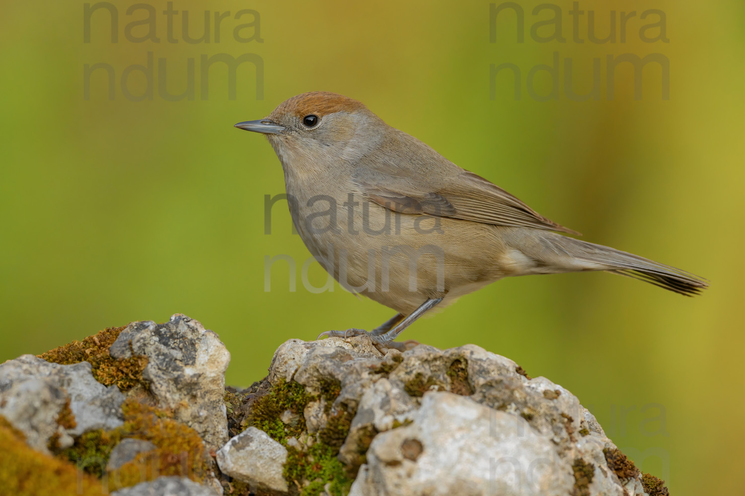 Photos of Eurasian Blackcap (Sylvia atricapilla)