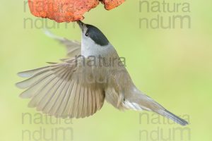 Foto di Capinera (Sylvia atricapilla)