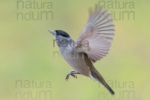 Photos of Eurasian Blackcap (Sylvia atricapilla)