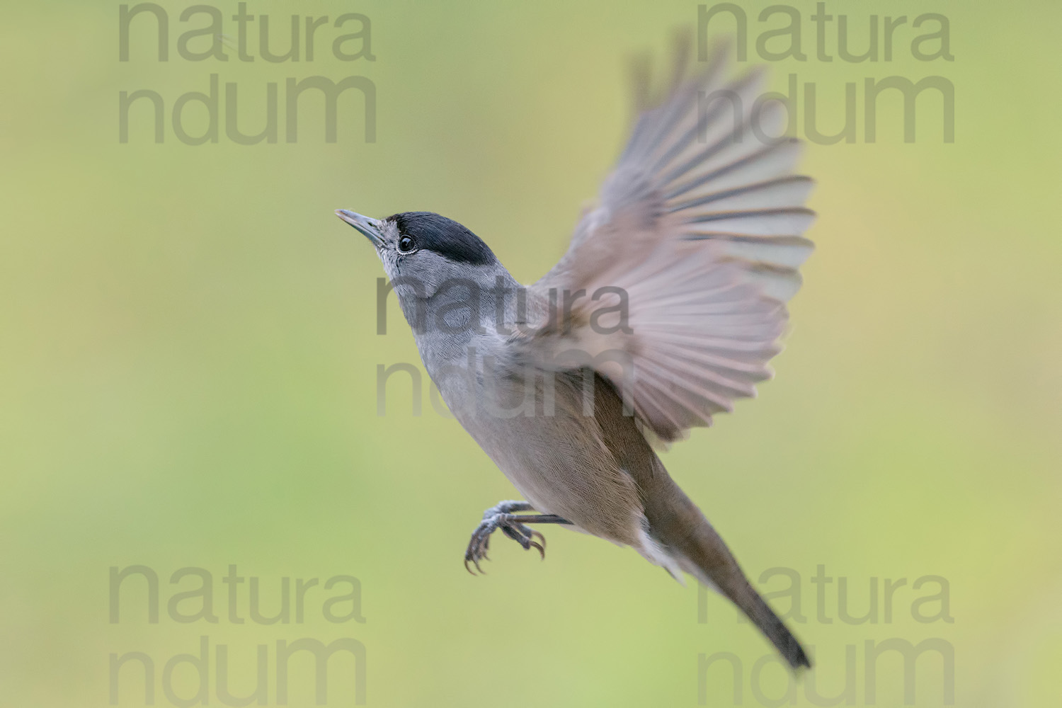 Foto di Capinera (Sylvia atricapilla)