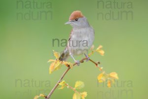 Foto di Capinera (Sylvia atricapilla)