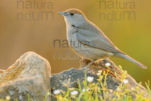 Foto di Capinera (Sylvia atricapilla)