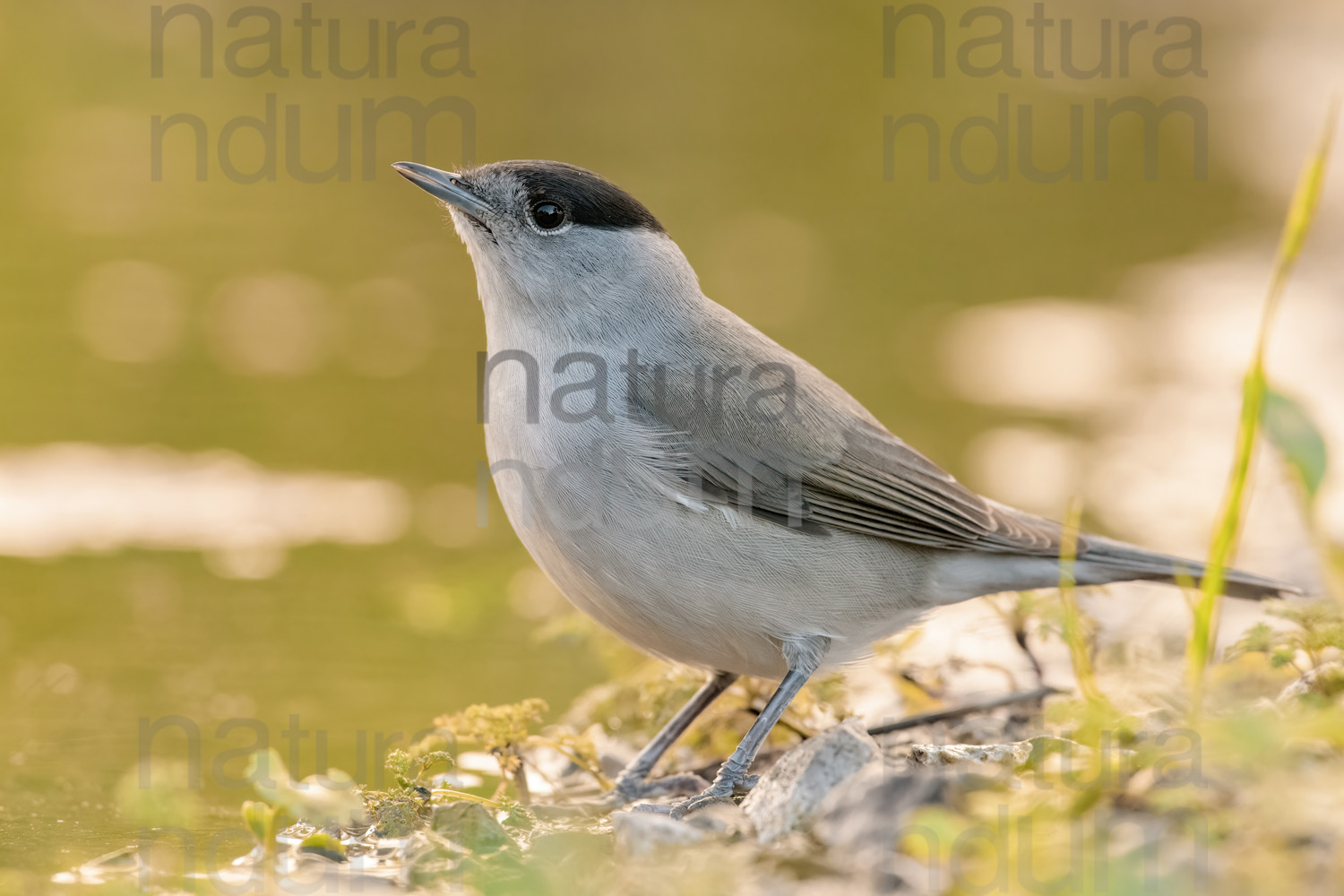 Foto di Capinera (Sylvia atricapilla)