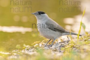 Foto di Capinera (Sylvia atricapilla)